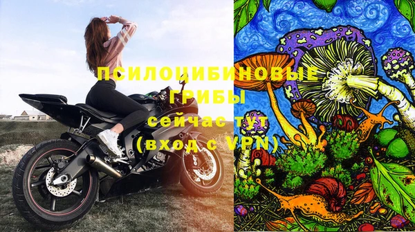 гашик Нефтекумск