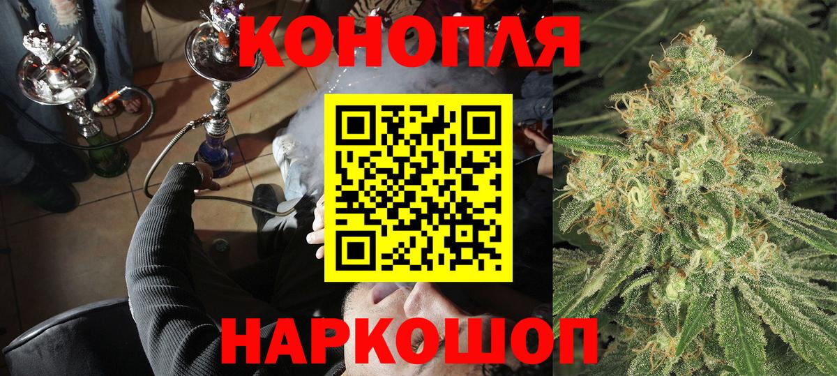 Каннабис планчик Губкинский